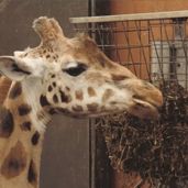 Wellington Zoo case study